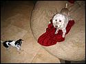 DSC00106.jpg