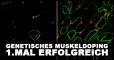 Genetisches Muskelzellendoping bei an Duchenne Erkrankten war bisher recht schwierig. Bei dieser Erkrankung produzieren die Muskelzellen aufgrund eines Gendefekts in DMD-Gen kein ...