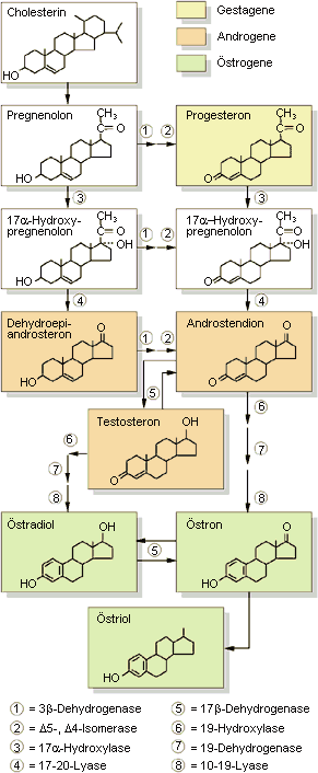 alon gabbay steroide: Ist nicht so schwer wie du denkst